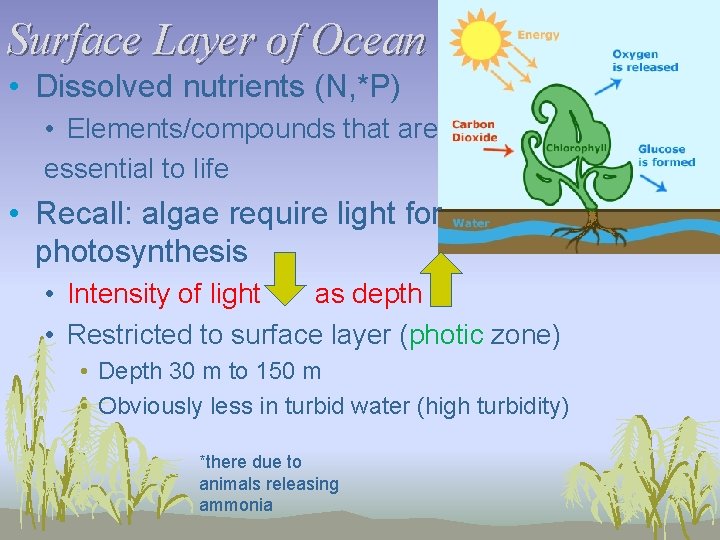 Surface Layer of Ocean • Dissolved nutrients (N, *P) • Elements/compounds that are essential