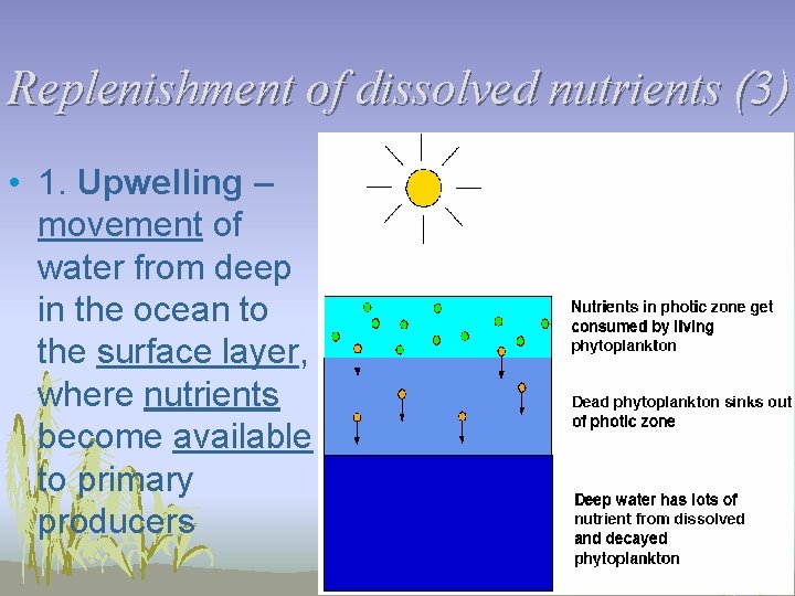 Replenishment of dissolved nutrients (3) • 1. Upwelling – movement of water from deep