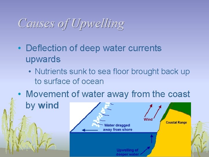 Causes of Upwelling • Deflection of deep water currents upwards • Nutrients sunk to