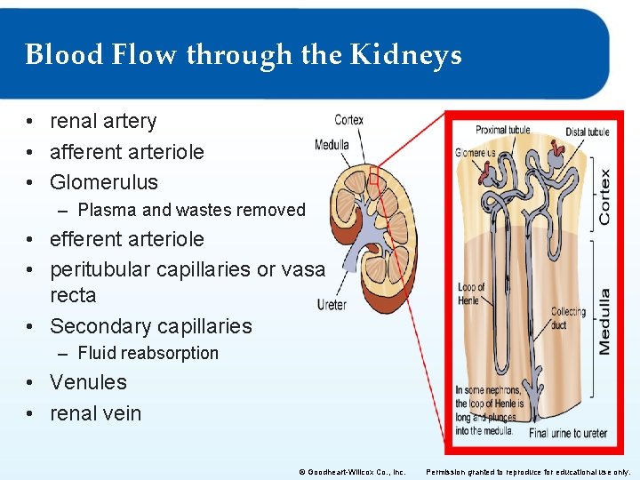 Blood Flow through the Kidneys • renal artery • afferent arteriole • Glomerulus –