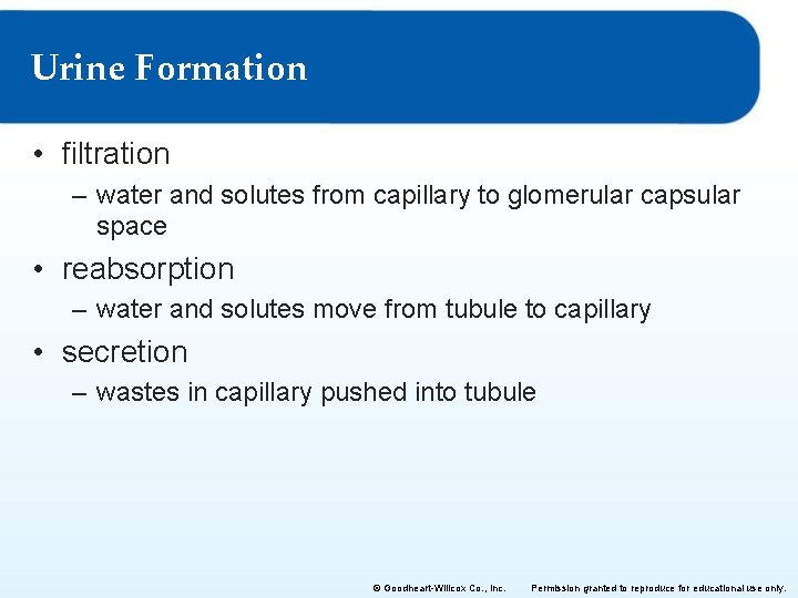 Urine Formation • filtration – water and solutes from capillary to glomerular capsular space