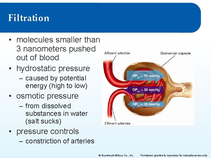 Filtration • molecules smaller than 3 nanometers pushed out of blood • hydrostatic pressure