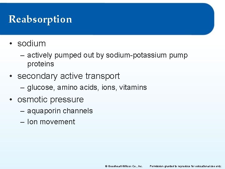 Reabsorption • sodium – actively pumped out by sodium-potassium pump proteins • secondary active