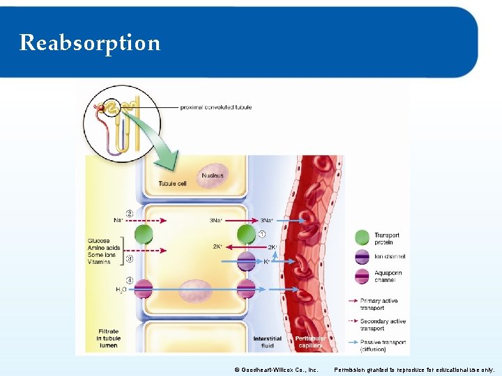 Reabsorption © Goodheart-Willcox Co. , Inc. Permission granted to reproduce for educational use only.