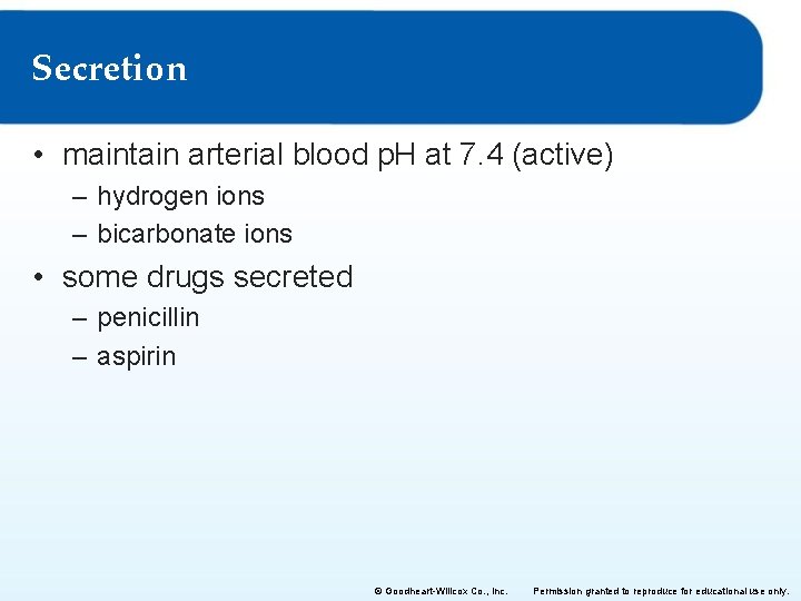 Secretion • maintain arterial blood p. H at 7. 4 (active) – hydrogen ions