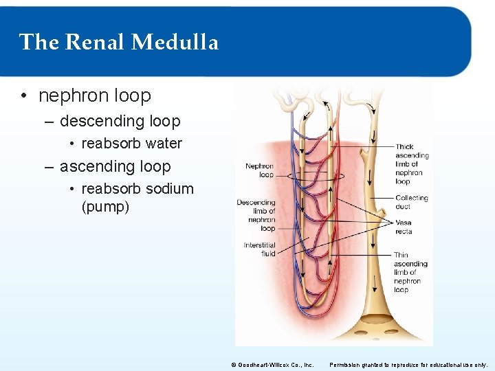 The Renal Medulla • nephron loop – descending loop • reabsorb water – ascending