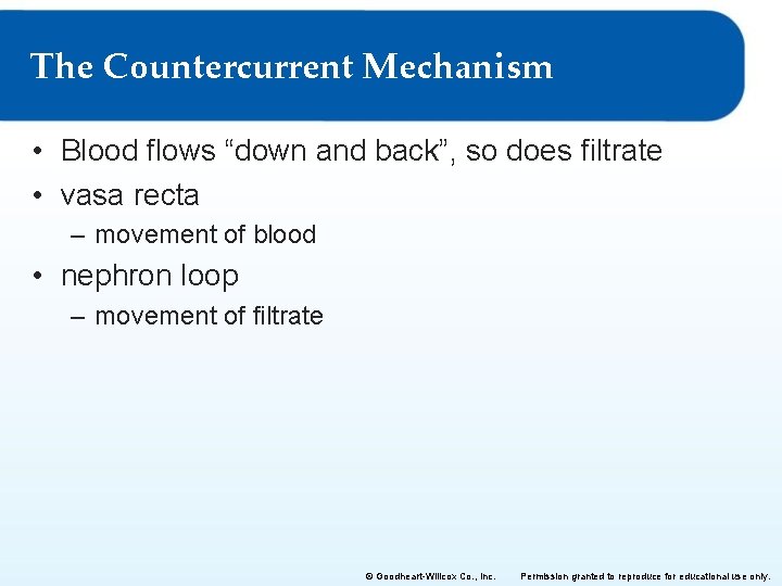 The Countercurrent Mechanism • Blood flows “down and back”, so does filtrate • vasa