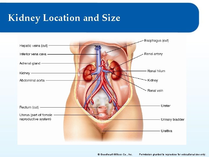 Kidney Location and Size © Goodheart-Willcox Co. , Inc. Permission granted to reproduce for
