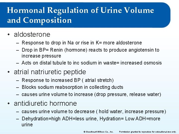 Hormonal Regulation of Urine Volume and Composition • aldosterone – Response to drop in