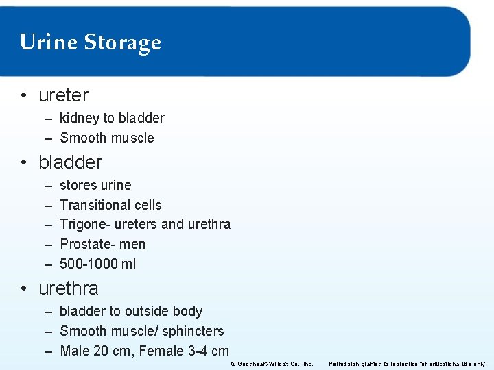 Urine Storage • ureter – kidney to bladder – Smooth muscle • bladder –