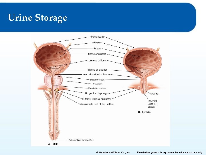 Urine Storage © Goodheart-Willcox Co. , Inc. Permission granted to reproduce for educational use