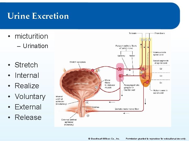 Urine Excretion • micturition – Urination • • • Stretch Internal Realize Voluntary External
