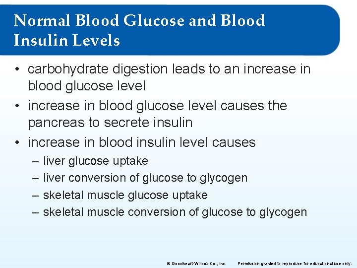 Normal Blood Glucose and Blood Insulin Levels • carbohydrate digestion leads to an increase