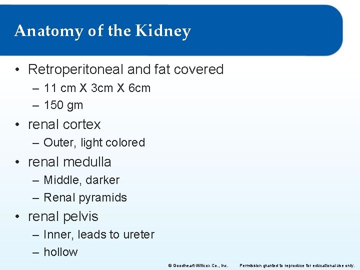 Anatomy of the Kidney • Retroperitoneal and fat covered – 11 cm X 3
