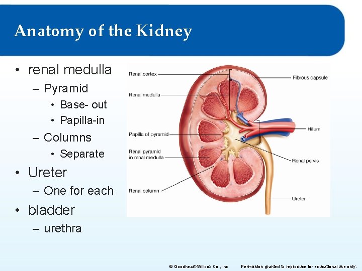 Anatomy of the Kidney • renal medulla – Pyramid • Base- out • Papilla-in