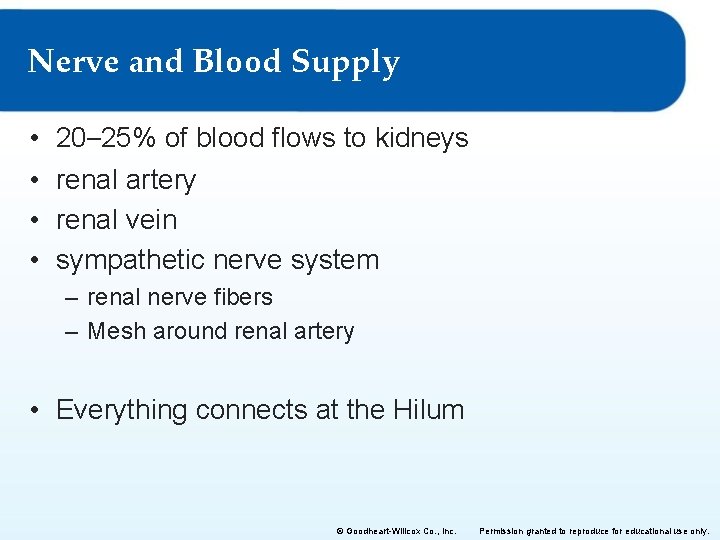 Nerve and Blood Supply • • 20– 25% of blood flows to kidneys renal