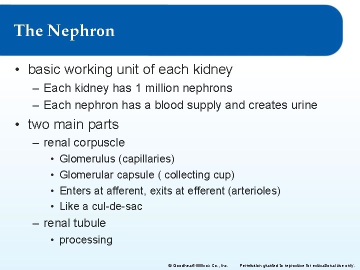 The Nephron • basic working unit of each kidney – Each kidney has 1