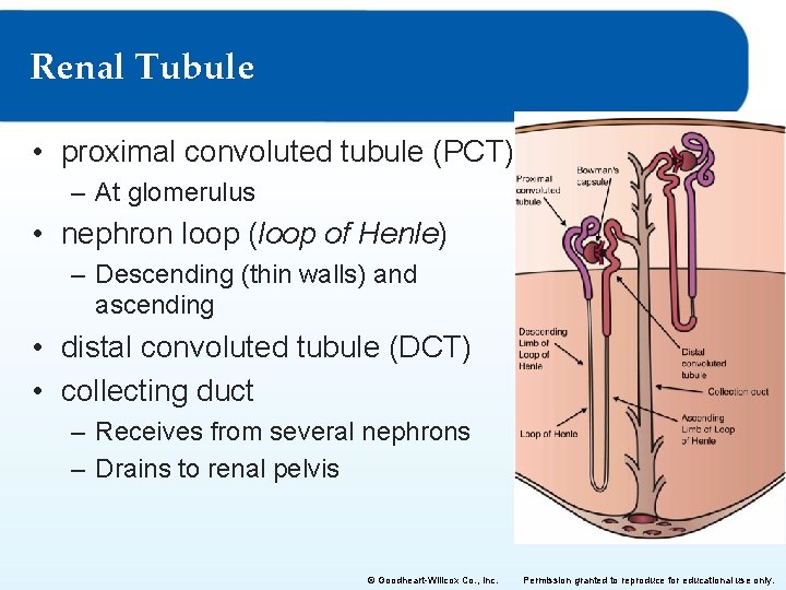 Renal Tubule • proximal convoluted tubule (PCT) – At glomerulus • nephron loop (loop
