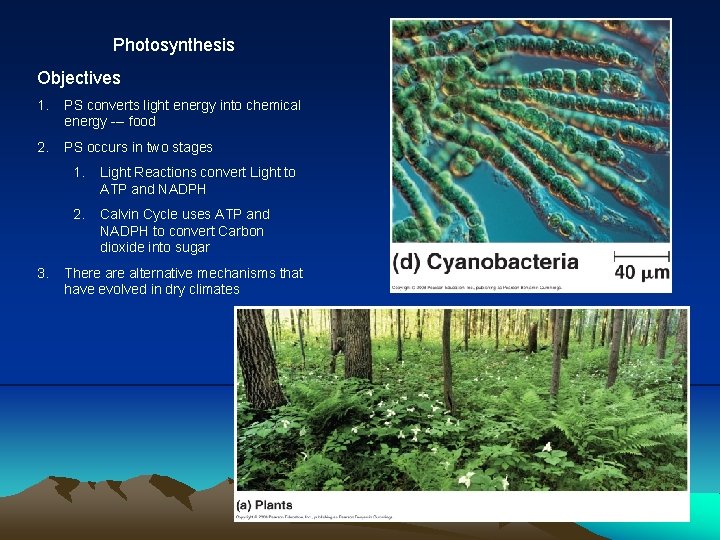 Photosynthesis Objectives 1. PS converts light energy into chemical energy --- food 2. PS