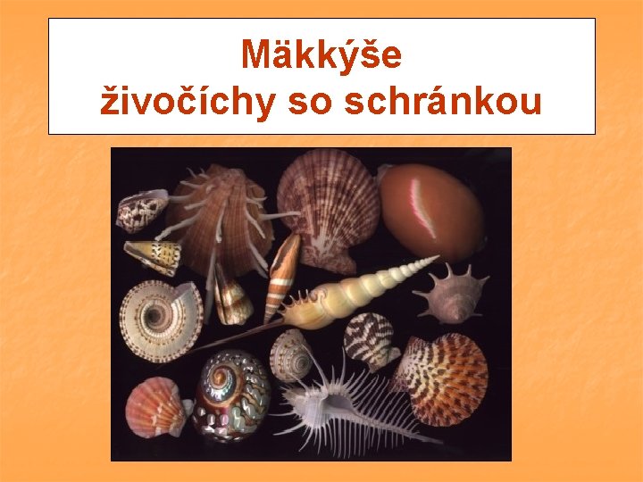 Mäkkýše živočíchy so schránkou 