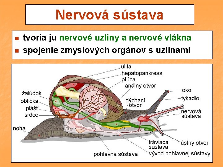 Nervová sústava n n tvoria ju nervové uzliny a nervové vlákna spojenie zmyslových orgánov