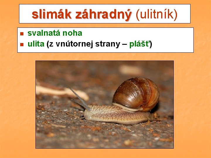 slimák záhradný (ulitník) n n svalnatá noha ulita (z vnútornej strany – plášť) 