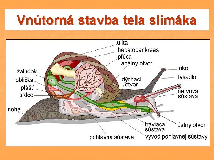 Vnútorná stavba tela slimáka 