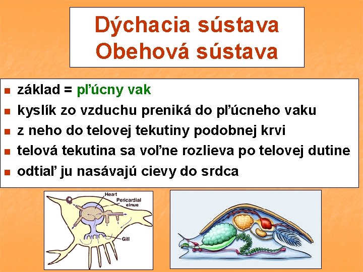 Dýchacia sústava Obehová sústava n n n základ = pľúcny vak kyslík zo vzduchu