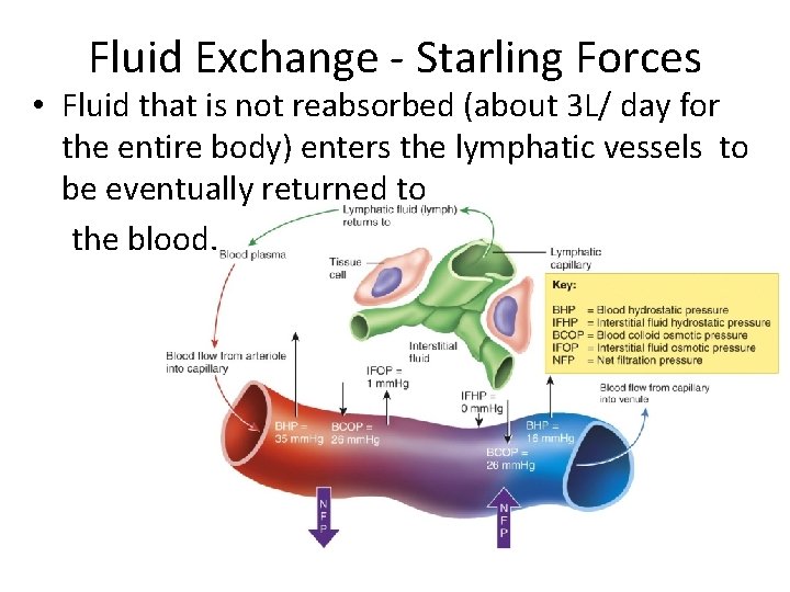 Fluid Exchange - Starling Forces • Fluid that is not reabsorbed (about 3 L/