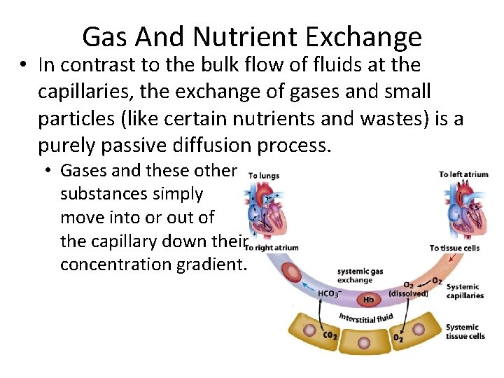 Gas And Nutrient Exchange • In contrast to the bulk flow of fluids at