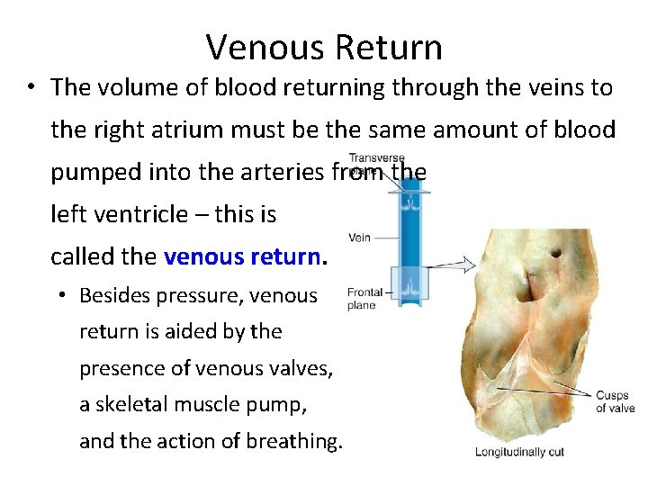 Venous Return • The volume of blood returning through the veins to the right