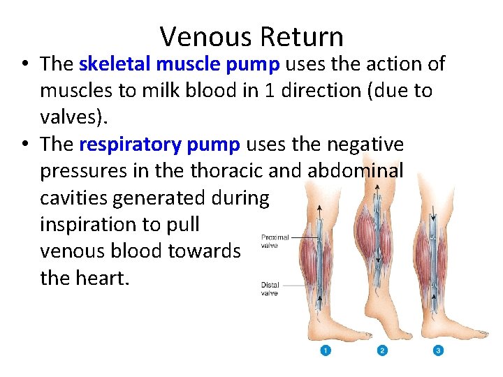 Venous Return • The skeletal muscle pump uses the action of muscles to milk