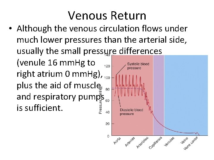 Venous Return • Although the venous circulation flows under much lower pressures than the