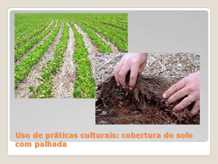 Uso de práticas culturais: cobertura do solo com palhada 