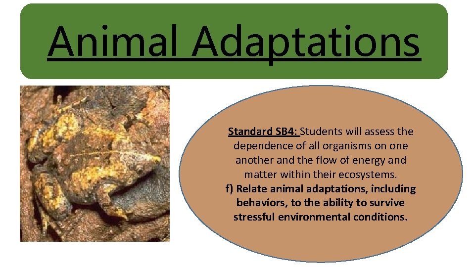 Animal Adaptations Standard SB 4: Students will assess the dependence of all organisms on