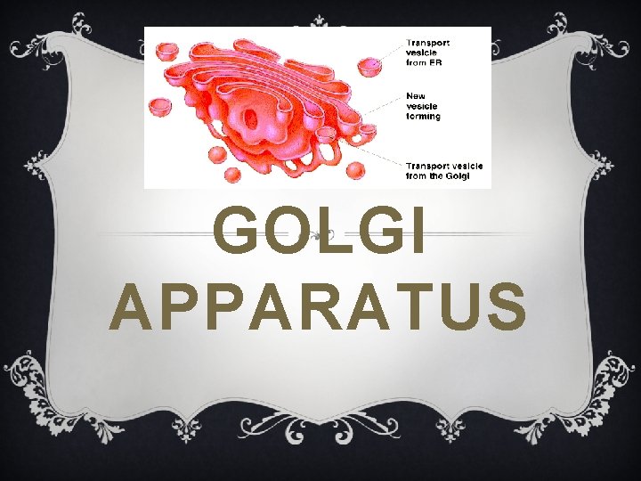 GOLGI APPARATUS 
