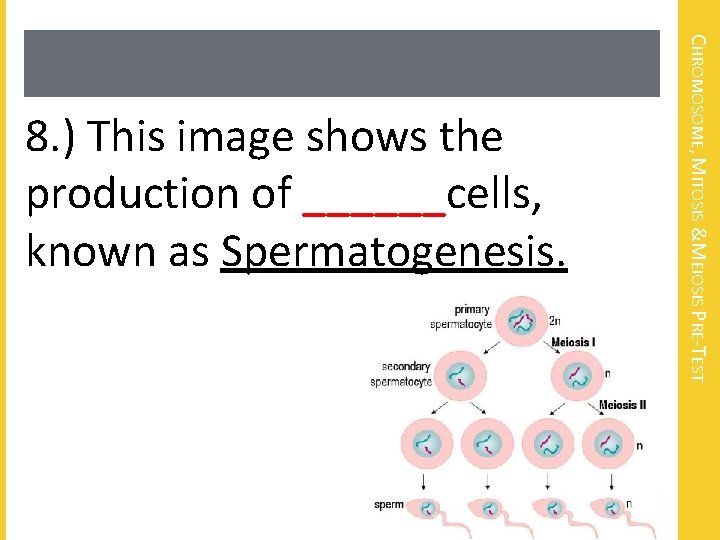 CHROMOSOME, MITOSIS &MEIOSIS PRE-TEST 8. ) This image shows the production of ______cells, known
