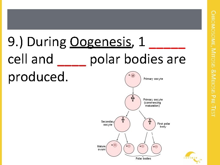 CHROMOSOME, MITOSIS &MEIOSIS PRE-TEST 9. ) During Oogenesis, 1 _____ cell and ____ polar