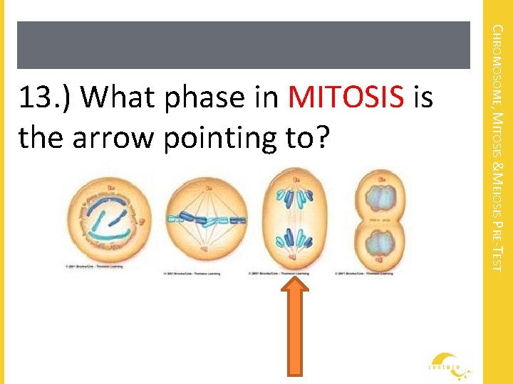 CHROMOSOME, MITOSIS &MEIOSIS PRE-TEST 13. ) What phase in MITOSIS is the arrow pointing