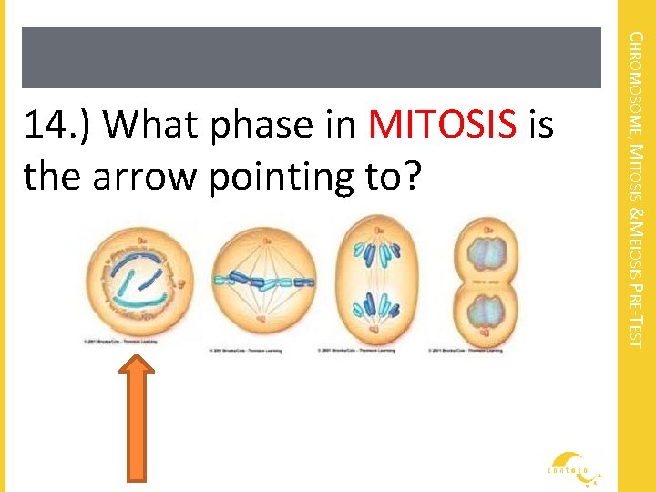 CHROMOSOME, MITOSIS &MEIOSIS PRE-TEST 14. ) What phase in MITOSIS is the arrow pointing