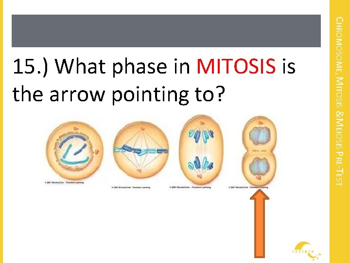 CHROMOSOME, MITOSIS &MEIOSIS PRE-TEST 15. ) What phase in MITOSIS is the arrow pointing