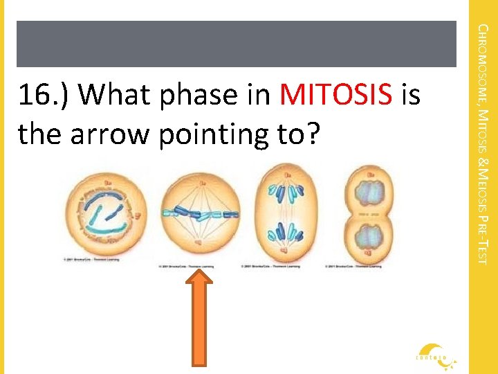 CHROMOSOME, MITOSIS &MEIOSIS PRE-TEST 16. ) What phase in MITOSIS is the arrow pointing