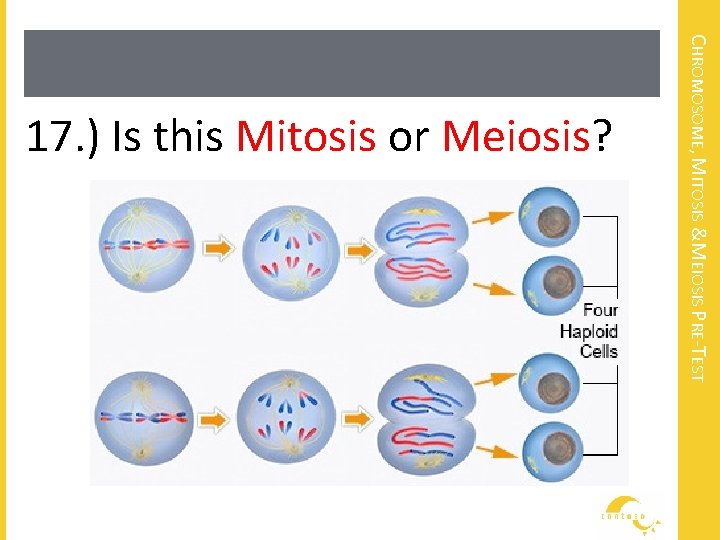 CHROMOSOME, MITOSIS &MEIOSIS PRE-TEST 17. ) Is this Mitosis or Meiosis? 