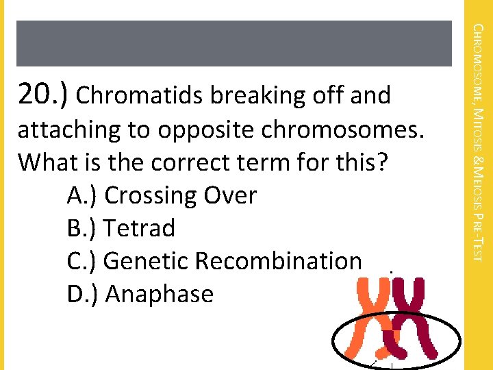 attaching to opposite chromosomes. What is the correct term for this? A. ) Crossing