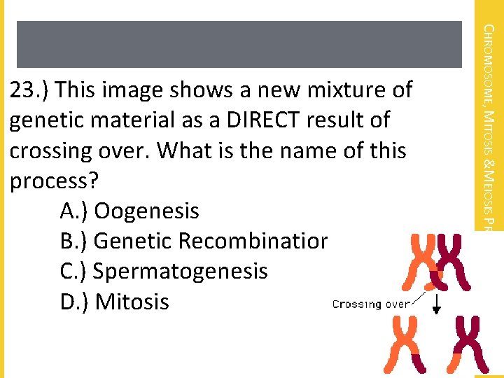 CHROMOSOME, MITOSIS &MEIOSIS PRE-TEST 23. ) This image shows a new mixture of genetic