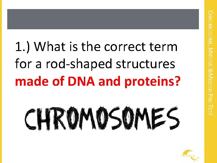 CHROMOSOME, MITOSIS &MEIOSIS PRE-TEST 1. ) What is the correct term for a rod-shaped