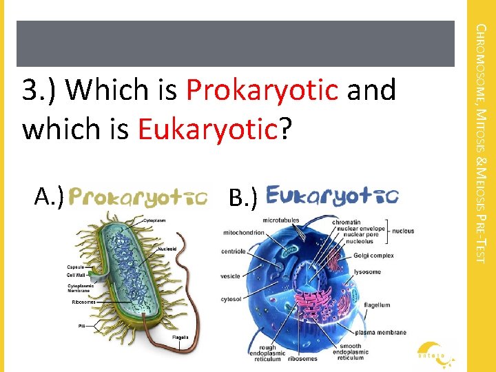 A. ) B. ) CHROMOSOME, MITOSIS &MEIOSIS PRE-TEST 3. ) Which is Prokaryotic and