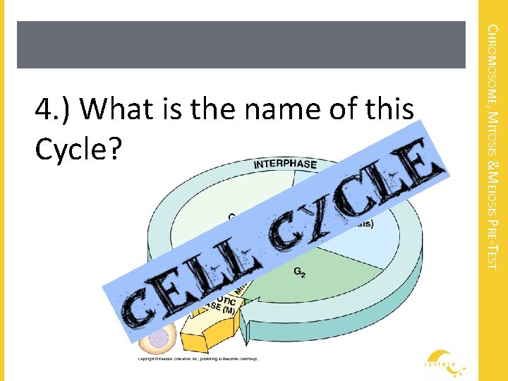 CHROMOSOME, MITOSIS &MEIOSIS PRE-TEST 4. ) What is the name of this Cycle? 