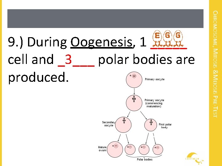CHROMOSOME, MITOSIS &MEIOSIS PRE-TEST 9. ) During Oogenesis, 1 _____ cell and _3___ polar