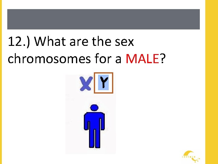 12. ) What are the sex chromosomes for a MALE? 